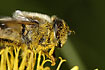 The hoverfly <em>Eristalis intricaria</em> loaded with yellow pollen 