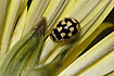 The ladybird species Propylea quatuordecimpunctata
