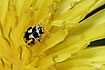 The ladybird species Propylea quatuordecimpunctata