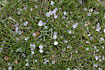 Hailstones on a lawn after a hail-shower