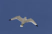 Black-legged Kittiwake in flight