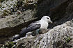 Northern Fulmar on breeding cliff