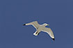 Black-legged Kittiwake in flight