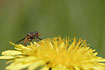 Photo ofHeineken Hoverfly (Rhingia campestris). Photographer: 