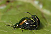 Mating leaf beetles