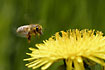Honey bee hovering by a dandelion flower