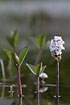 Photo ofBogbean (Menyanthes trifoliata). Photographer: 