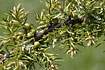 Photo ofCommon Juniper (Juniperus communis). Photographer: 