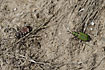 Green- and Northern Dune Tiger Beetles 