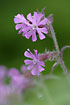 Photo ofRed Campion (Silene dioica). Photographer: 
