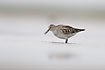 White-rumped Sandpiper is a rare guest in Europe. Photographed 29-05-2005.