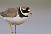 Portrait of a Ringed Plover
