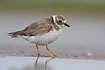 Ringed Plover in its second calander year (2cy) photographed in spring