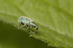 Photo ofNettle Weevil (Phyllobius pomaceus). Photographer: 