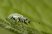 Photo ofNettle Weevil (Phyllobius pomaceus). Photographer: 