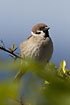Tree Sparrow in a bush