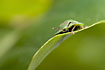 Photo ofGreen Tortoise Beetle (Cassida viridis). Photographer: 