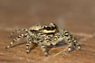 The spider Marpissa muscosa