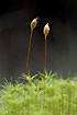 Photo of (Polytrichum formosum). Photographer: 