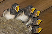 Five Barn Swallow chicks waiting for food