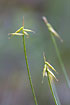 Photo ofFew-flowered Sedge (Carex pauciflora). Photographer: 