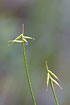 Foto af Fblomstret Star (Carex pauciflora). Fotograf: 
