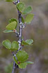 Photo ofDwarf Birch (Betula nana). Photographer: 
