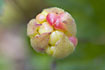 Close-up of a Cloudberry