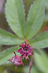 Foto af Kragefod (Potentilla palustris). Fotograf: 