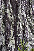 Lichen covered tree trunk