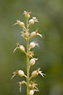 Inflorescense of the small orchid Lesser Twayblade