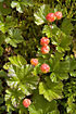 Foto af Multebr (Rubus chamaemorus). Fotograf: 