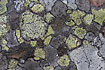 Rock covered with lichens. The yellow spot are Rhizocarpon geographicum.