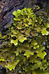 The lichen Lungwort indicates clean air