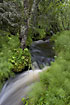 Forest stream in Fulufjllet National Park