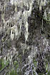 A pine covered in the lichen Witchs Hair
