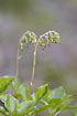 Photo ofSerrated Wintergreen (Orthilia secunda). Photographer: 