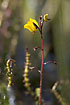Foto af Almindelig Blrerod (Utricularia vulgaris). Fotograf: 