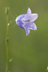 Flowering Bluebell