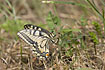 Swallowtail laying eggs