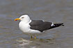 Photo ofLesser Black-backed Gull (Larus fuscus). Photographer: 