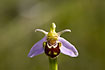 Foto af Biblomst/Bi-Ophrys (Ophrys apifera). Fotograf: 