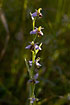 Photo ofBee Orchid (Ophrys apifera). Photographer: 