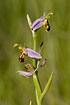 Photo ofBee Orchid (Ophrys apifera). Photographer: 