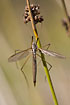 Cranefly hanging on a sedge