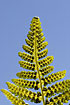 Photo ofNarrow Buckler-fern (Dryopteris carthusiana). Photographer: 