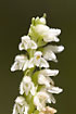Inflorescence of the orchid called Creeping Ladys-tresses