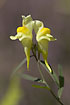 Photo ofCommon Toadflax (Linaria vulgaris). Photographer: 