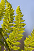 Photo ofNarrow Buckler-fern (Dryopteris carthusiana). Photographer: 