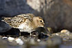 Juvenile Dunlin moulting into its first winter plumage.